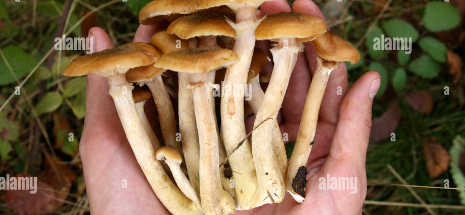 Summer honey agaric and its dangerous counterpart + photo