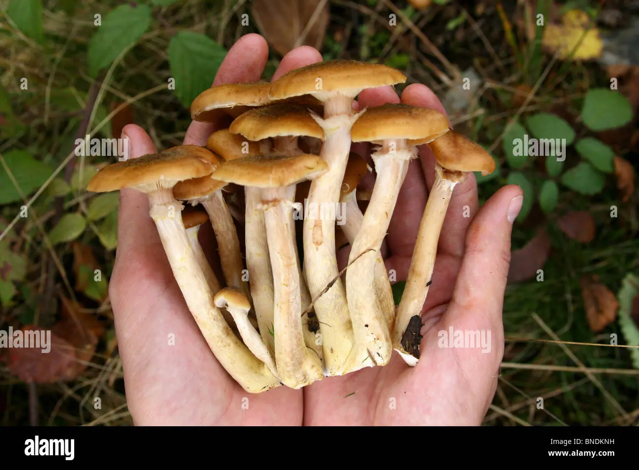 Summer honey agaric and its dangerous counterpart + photo