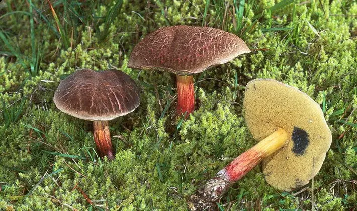 Summer mushrooms: description of species