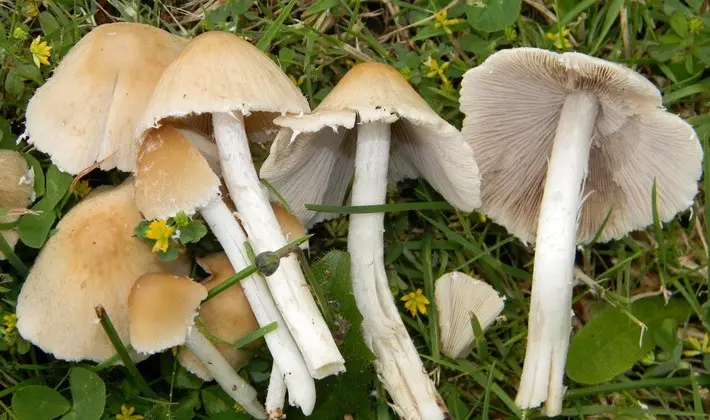 Summer mushrooms: description of species