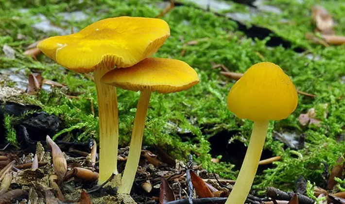 Summer mushrooms: description of species