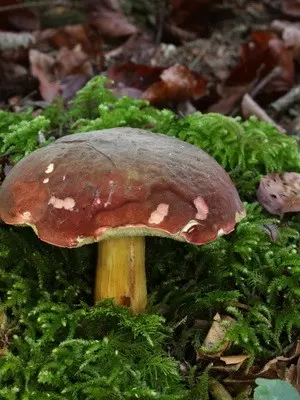 Summer mushrooms: description of species