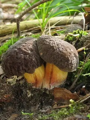 Summer mushrooms: description of species