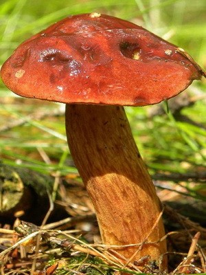 Summer mushrooms: description of species