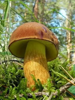 Summer mushrooms: description of species