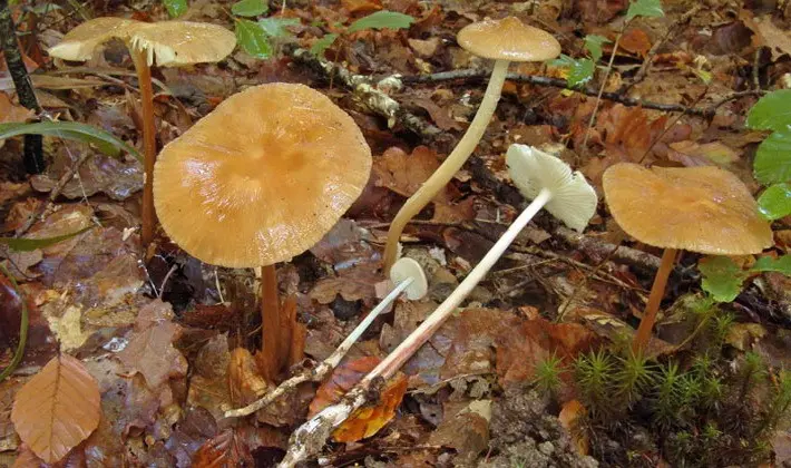 Summer mushrooms: description of species