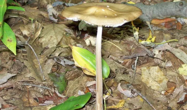 Summer mushrooms: description of species