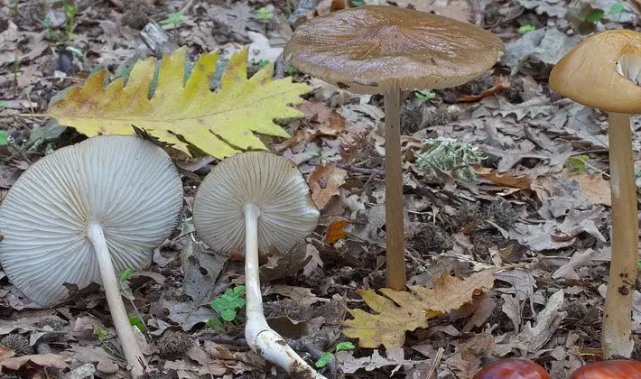 Summer mushrooms: description of species