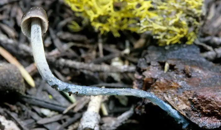 Summer mushrooms: description of species