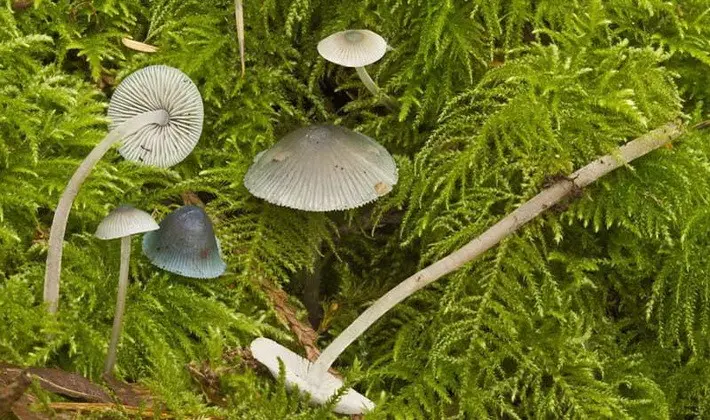 Summer mushrooms: description of species