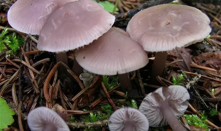 Summer mushrooms: description of species