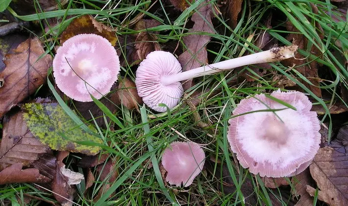 Summer mushrooms: description of species