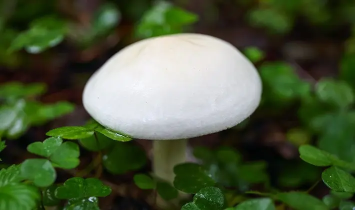 Summer mushrooms: description of species