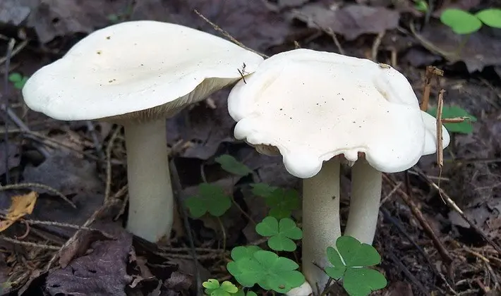 Summer mushrooms: description of species