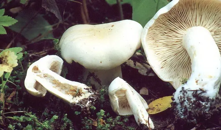 Summer mushrooms: description of species