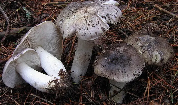 Summer mushrooms: description of species