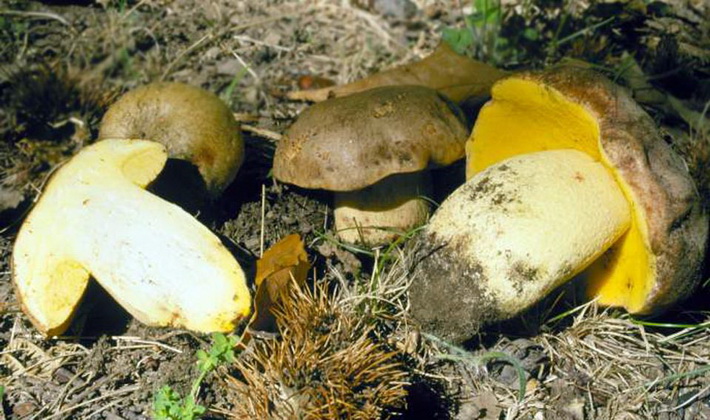 Summer mushrooms: description of species