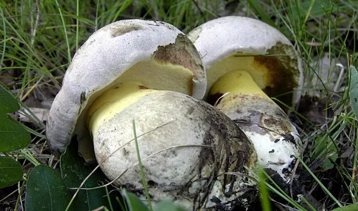 Summer mushrooms: description of species