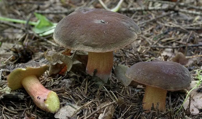 Summer mushrooms: description of species