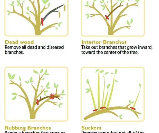 Summer pruning of an apple tree: how to properly care for a tree