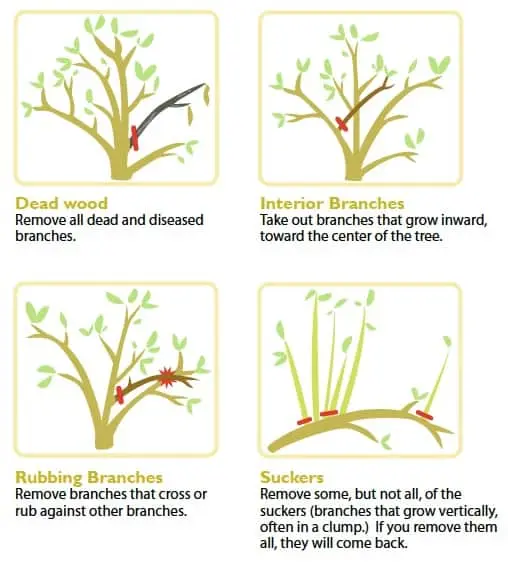 Summer pruning of an apple tree: how to properly care for a tree