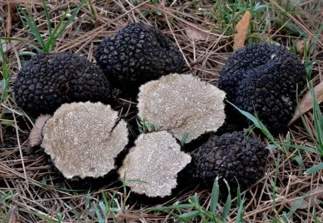 Summer truffle (Black  truffle): edibility, description and photo