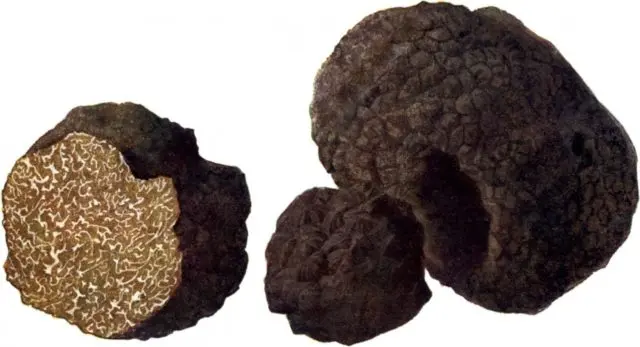 Summer truffle (Black  truffle): edibility, description and photo