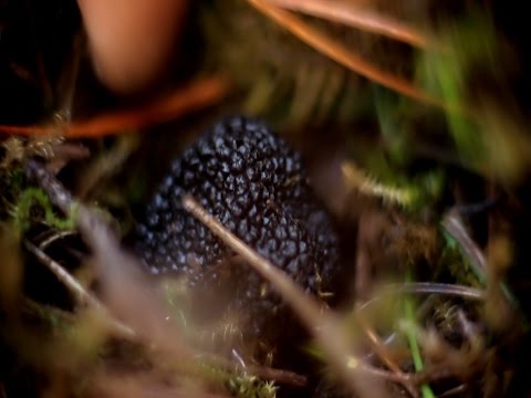 Summer truffle (Black  truffle): edibility, description and photo