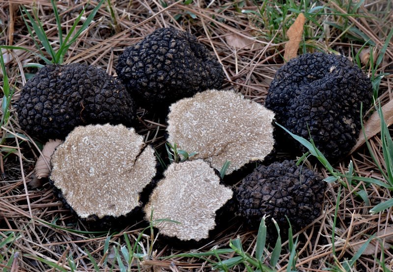 Summer truffle (Black  truffle) (Tuber aestivum) photo and description