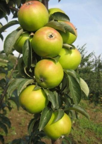 Summer varieties of apples with photos and descriptions