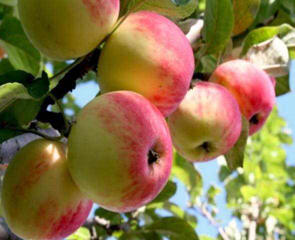 Summer varieties of apples with photos and descriptions