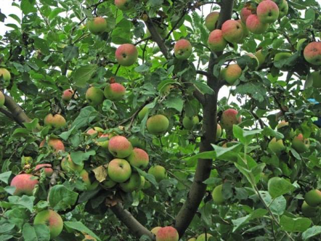 Summer varieties of apples with photos and descriptions