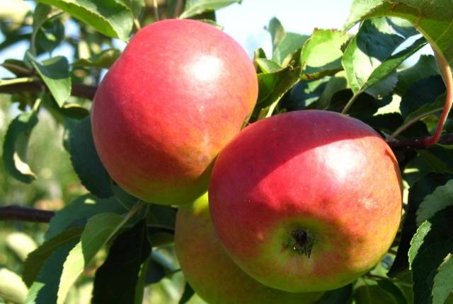 Summer varieties of apples with photos and descriptions