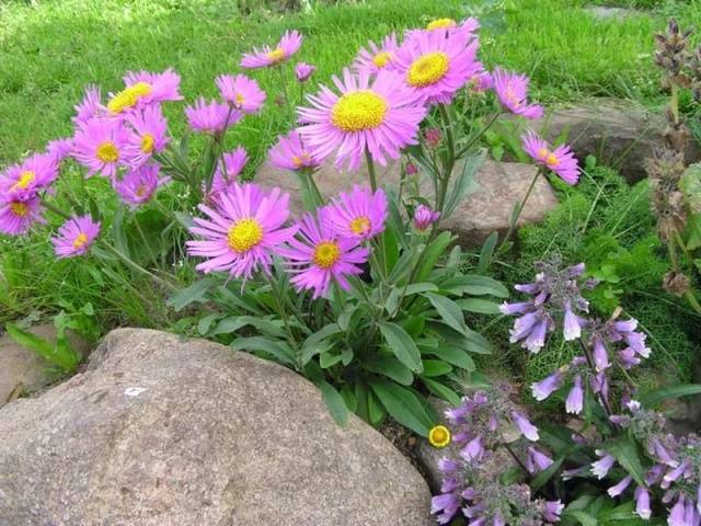 Sun-loving perennials for the garden