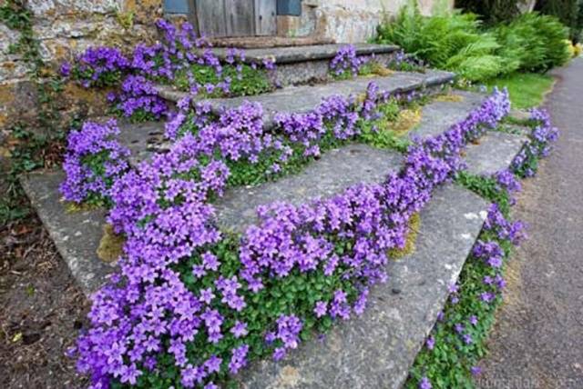 Sun-loving perennials for the garden