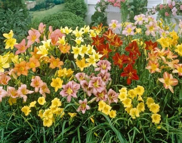 Sun-loving perennials for the garden