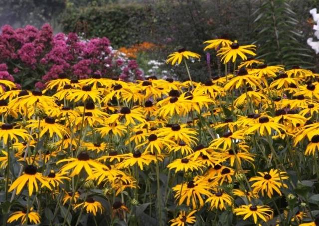 Sun-loving perennials for the garden