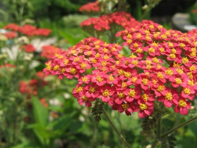 Sun-loving perennials for the garden