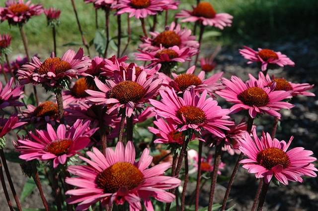 Sun-loving perennials for the garden