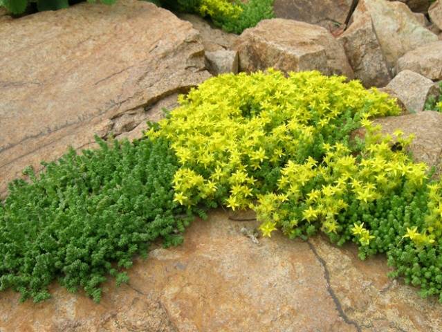 Sun-loving perennials for the garden