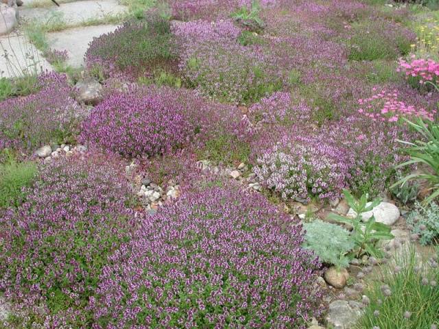 Sun-loving perennials for the garden