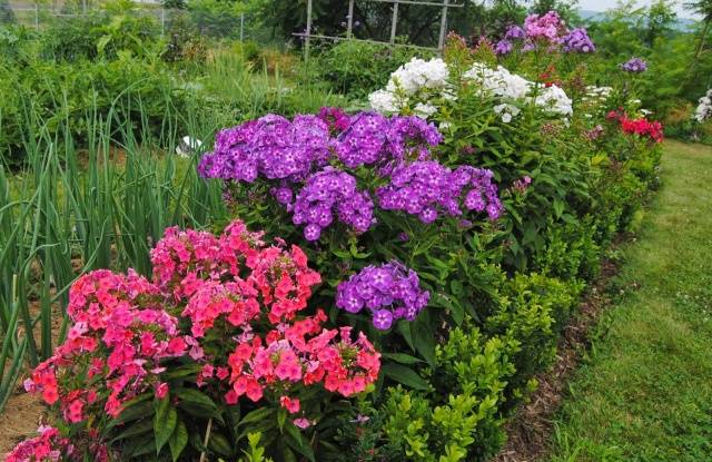 Sun-loving perennials for the garden