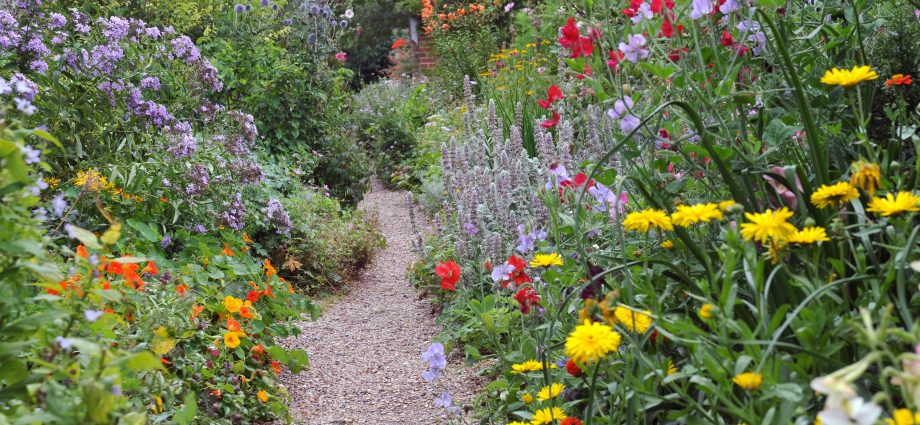 Sun-loving perennials for the garden