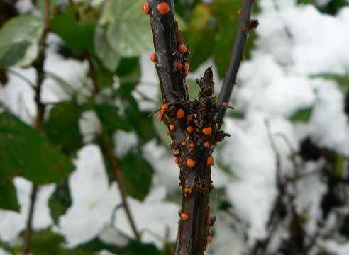 Sunberry: planting and care, photo