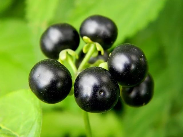 Sunberry: useful properties and contraindications, use