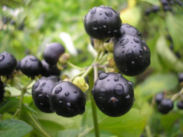 Sunberry wine at home