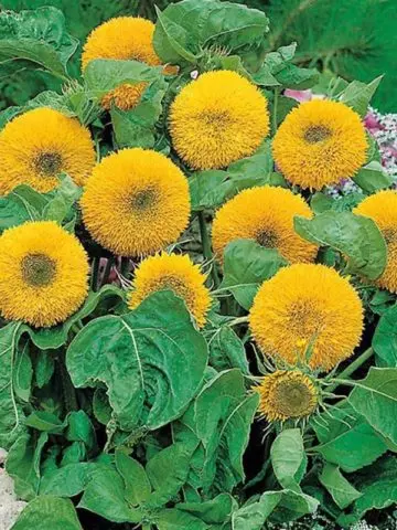 Sunflower Bear cub: photo, when to plant, planting and care