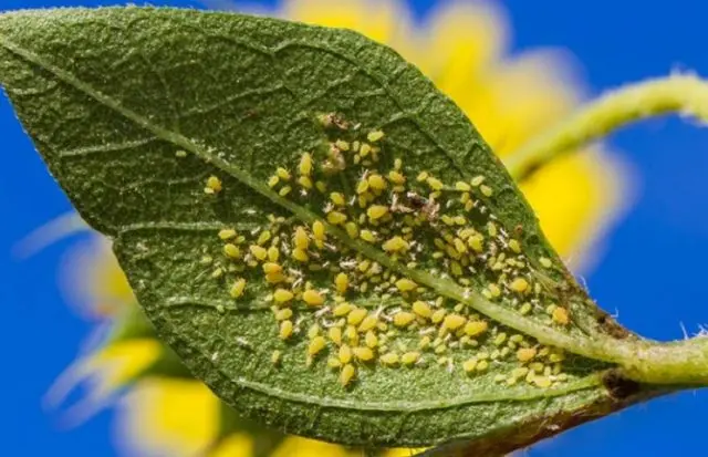 Sunflower Bear cub: photo, when to plant, planting and care