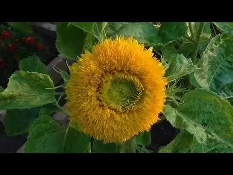 Sunflower Bear cub: photo, when to plant, planting and care