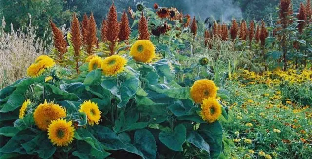 Sunflower Bear cub: photo, when to plant, planting and care